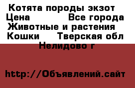Котята породы экзот › Цена ­ 7 000 - Все города Животные и растения » Кошки   . Тверская обл.,Нелидово г.